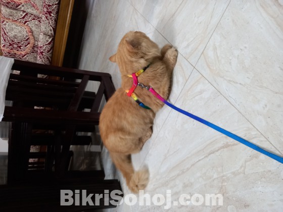 Persian Male Cat
